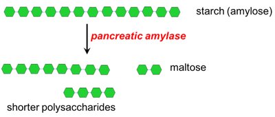 Pancreatic amylase breaking down starch in the small intestine