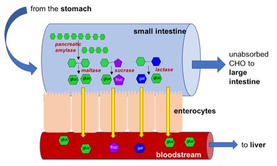 Diagram of carbohydrate digestion and absorption in the small intestine