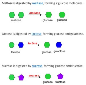 Enzymatic digestion of maltose, lactose, and sucrose by brush border enzymes
