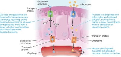Absorption of monosaccharides in the small intestine