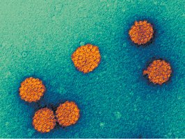 Human papillomavirus (HPV) particles