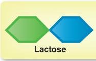 Lactose disaccharide structure