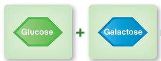 Glucose and galactose monosaccharides