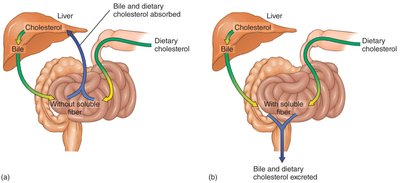 Effect of soluble fibre on cholesterol absorption and excretion