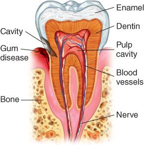 Tooth structure and dental caries development