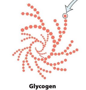 Glycogen structure