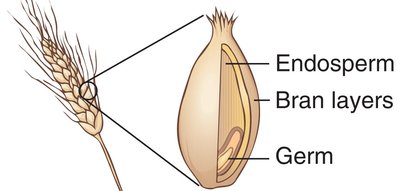 Diagram of a whole grain showing bran, germ, and endosperm