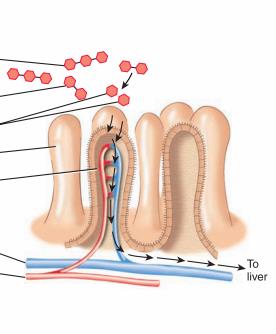 Absorption of monosaccharides in the small intestine