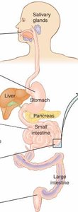 Digestive tract showing carbohydrate digestion