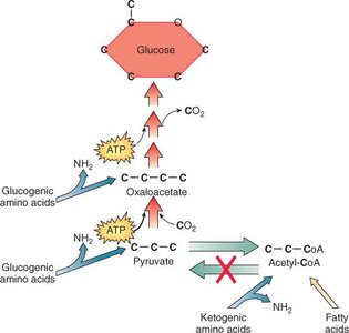 Pathways of glucose, glucogenic and ketogenic amino acid metabolism