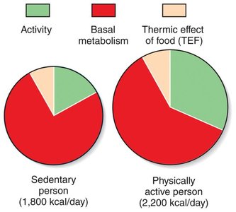 Pie charts showing the components of energy expenditure for sedentary and active individuals