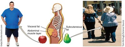 Diagram showing visceral and subcutaneous fat distribution