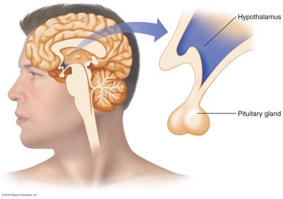 Diagram of hypothalamus and pituitary gland in the brain