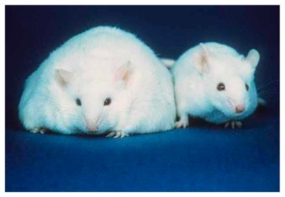 Obese and normal mouse, illustrating leptin deficiency