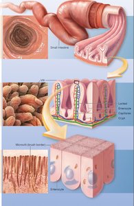 Blood and lymphatic vessels in villi