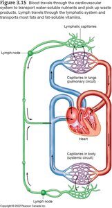 Fibre in the digestive tract