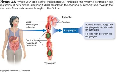 Diagram of peristalsis in the esophagus
