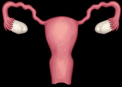 Female reproductive system