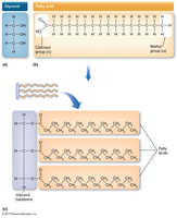 Structure of glycerol and fatty acid, formation of triglyceride