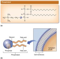 Phospholipid structure and cell membrane