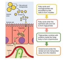 Lipid absorption and chylomicron formation