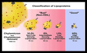 Classification of lipoproteins