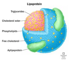 Structure of a lipoprotein
