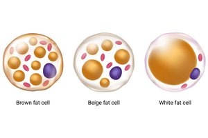 Brown, beige, and white fat cells