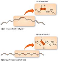 Cis and trans arrangement of fatty acids