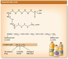 Structure of linoleic acid (omega-6)