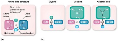 Structure of an amino acid and examples of glycine, leucine, and aspartic acid
