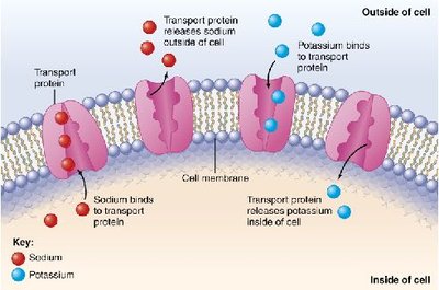 Transport proteins regulating sodium and potassium across cell membranes