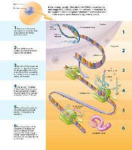 Steps of transcription and translation in protein synthesis