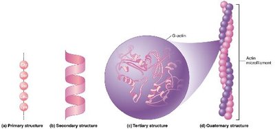 Levels of protein structure: primary, secondary, tertiary, quaternary