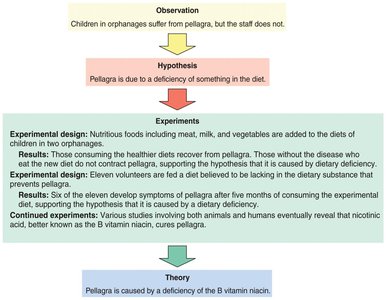 Flowchart of the scientific method in nutrition research
