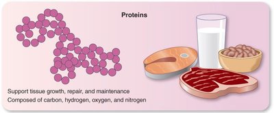 Diagram of proteins and food sources