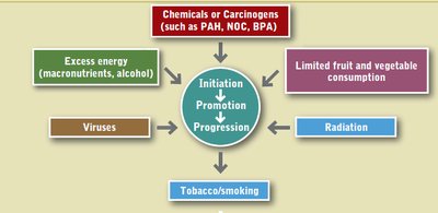 Carcinogenesis risk factors diagram