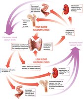 Regulation of blood calcium levels