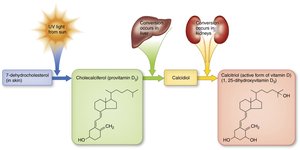 Conversion of sunlight into vitamin D