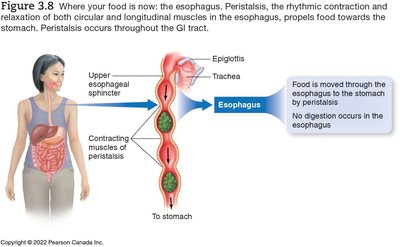 Peristalsis in the esophagus