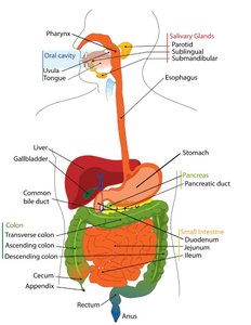 Diagram of the human digestive system