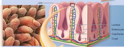 Blood and lymph vessels in villi