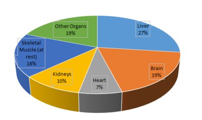 Pie chart of organ energy expenditure