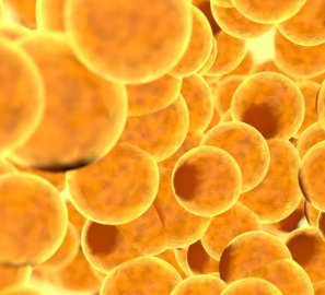 Graph showing adipocyte number by age and obesity status