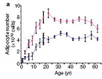 Diagram of adipose cellularity: never obese, obese, reduced obese