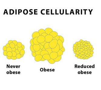Graph of WHR values in art and models over time