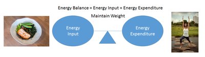 Diagram showing energy input and expenditure for weight maintenance
