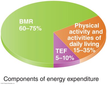 Pie chart of energy expenditure components: BMR, PA, TEF