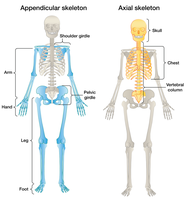 Diagram of the axial and appendicular skeleton