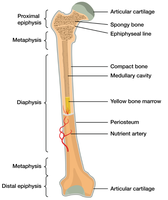 Long bone anatomy